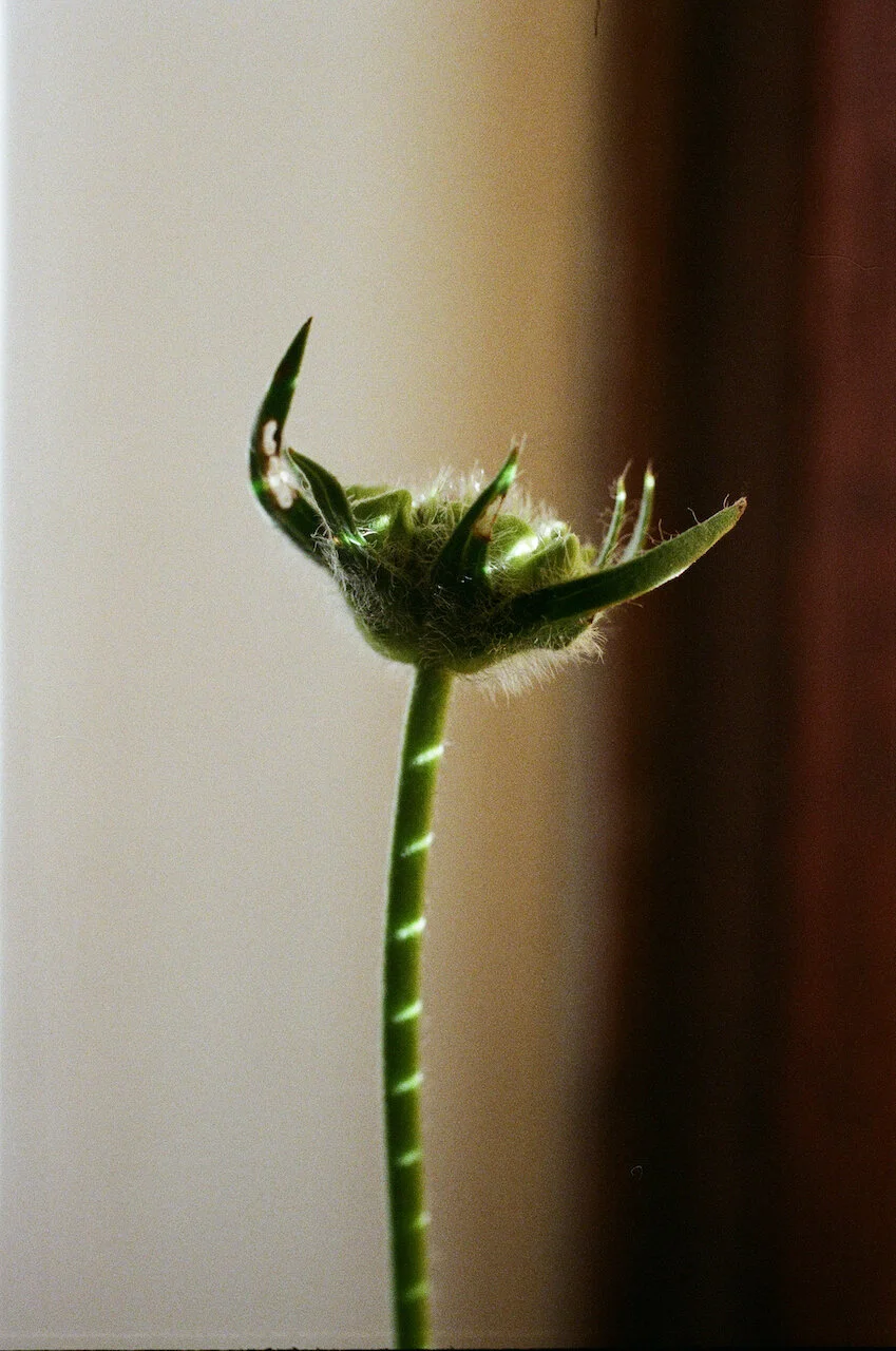 Lina_Scheynius_FLOWERS - 14 of 24.jpeg