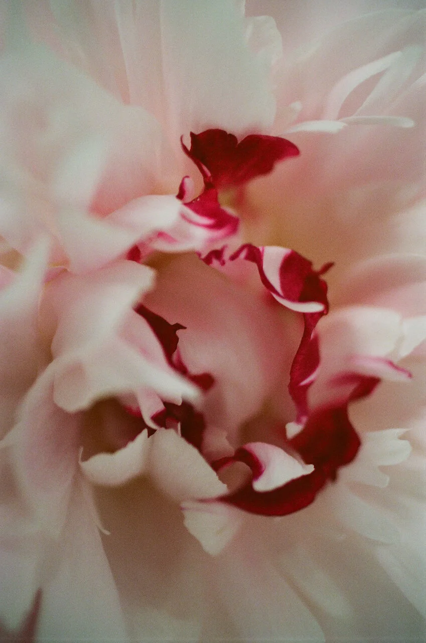 Lina_Scheynius_FLOWERS - 17 of 24.jpeg