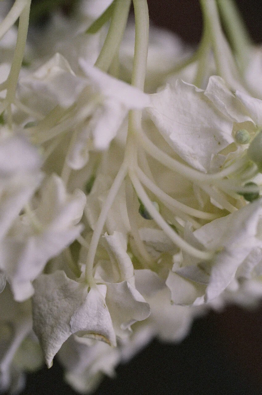 Lina_Scheynius_FLOWERS - 19 of 24.jpeg