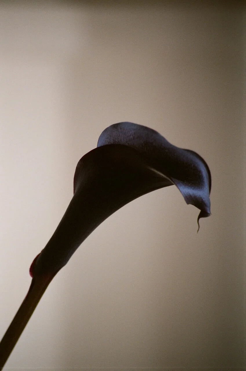 Lina_Scheynius_FLOWERS - 20 of 24.jpeg