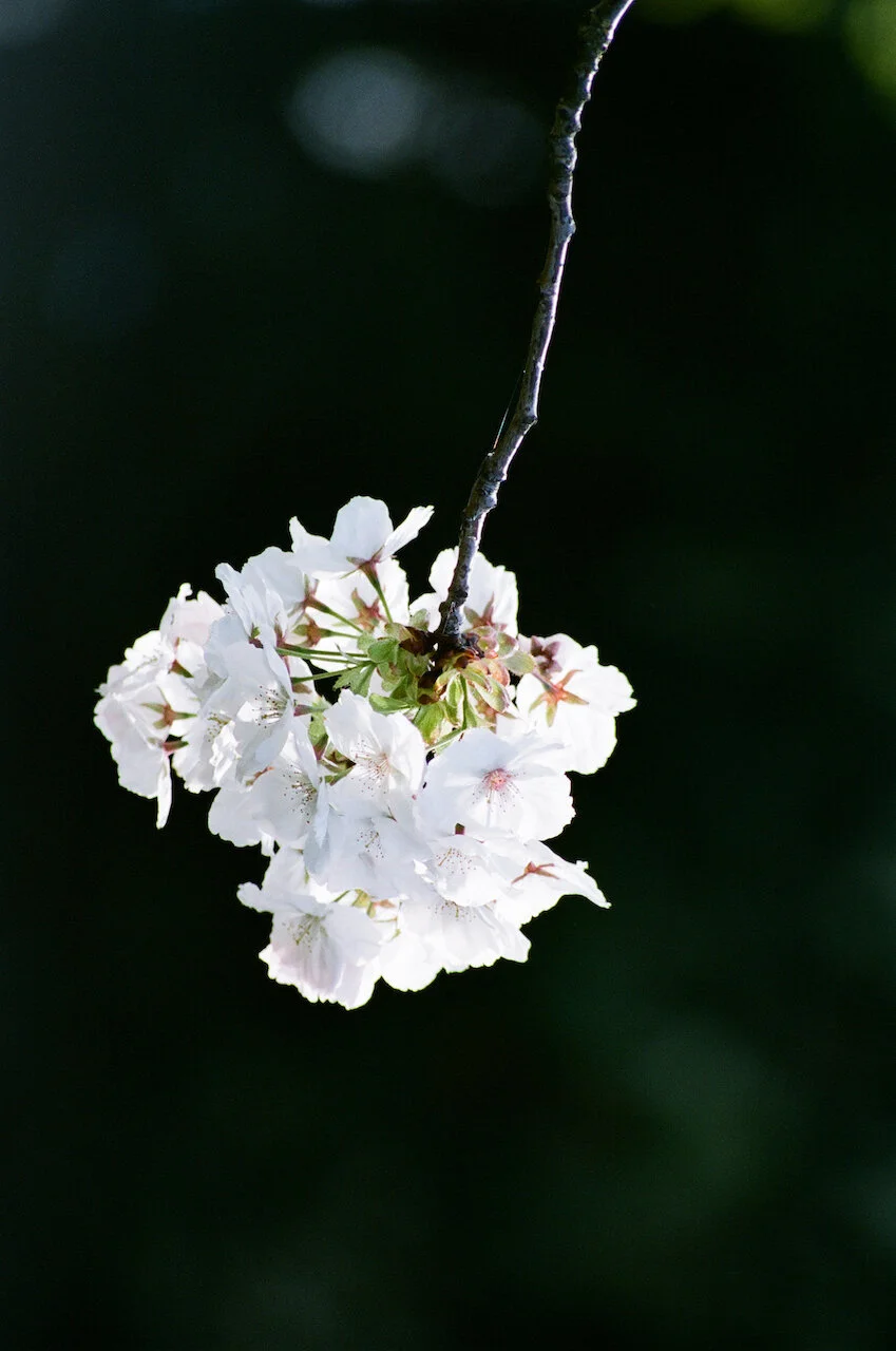 Lina_Scheynius_FLOWERS - 21 of 24.jpeg