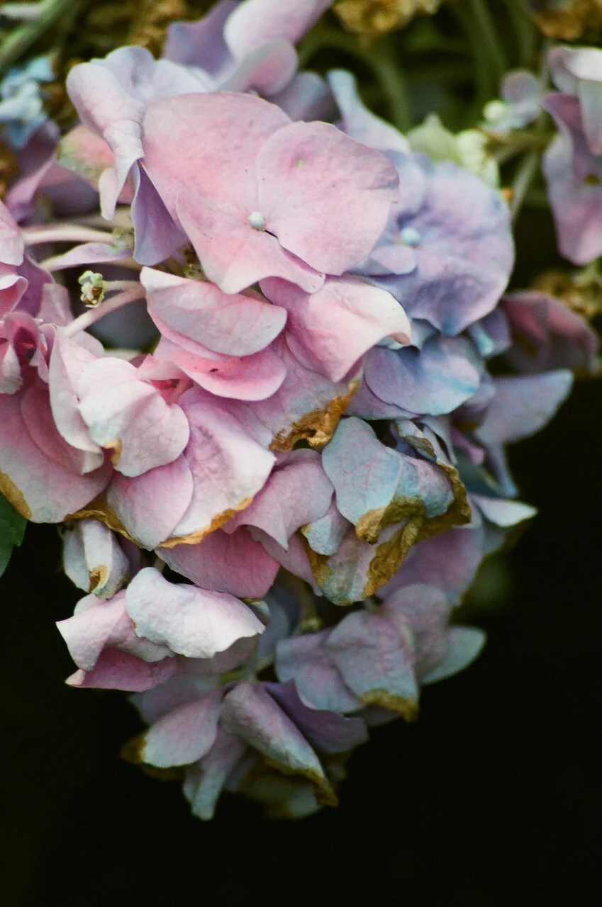 Lina_Scheynius_FLOWERS - 22 of 24.jpeg