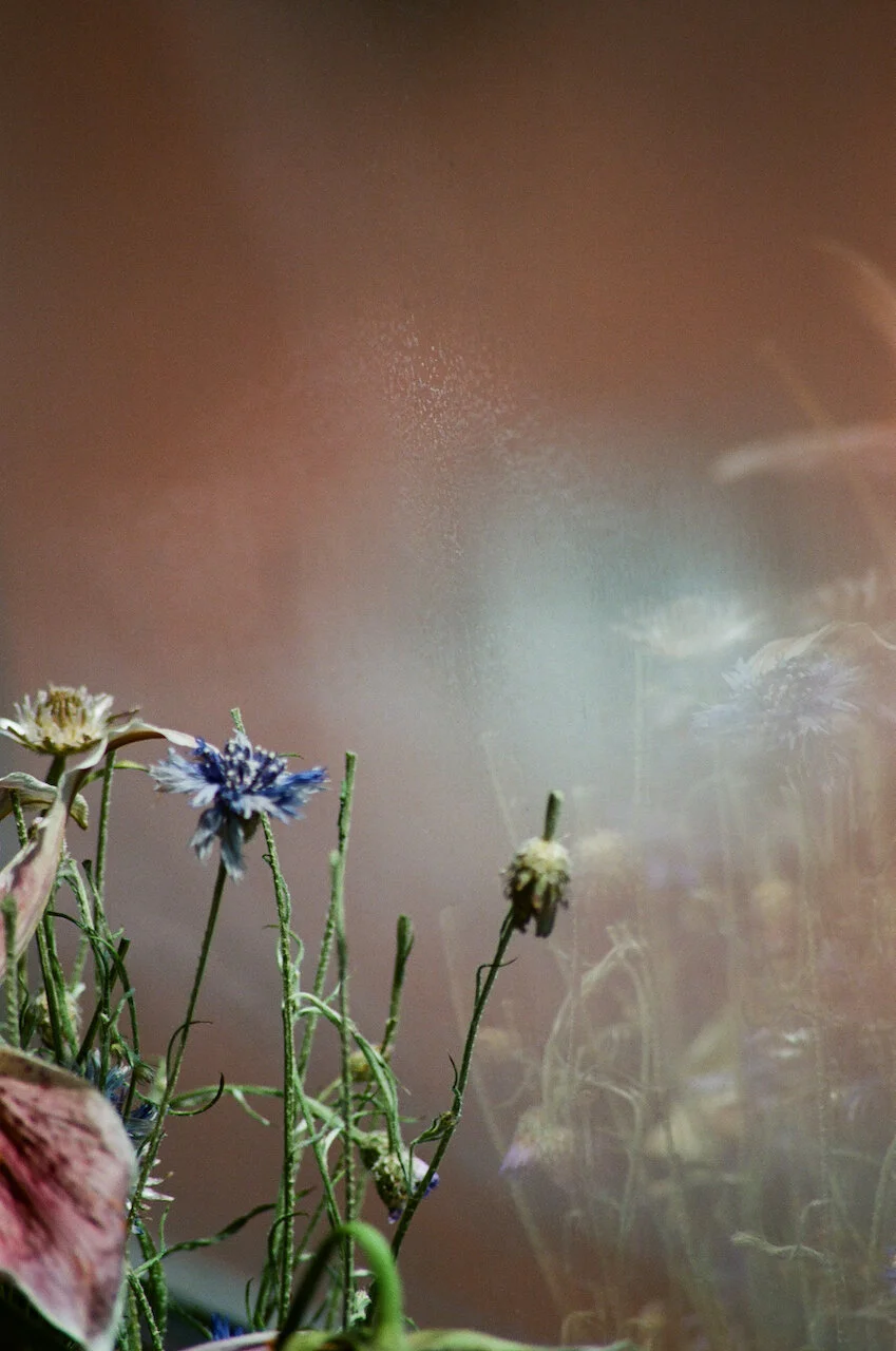 Lina_Scheynius_FLOWERS - 23 of 24.jpeg