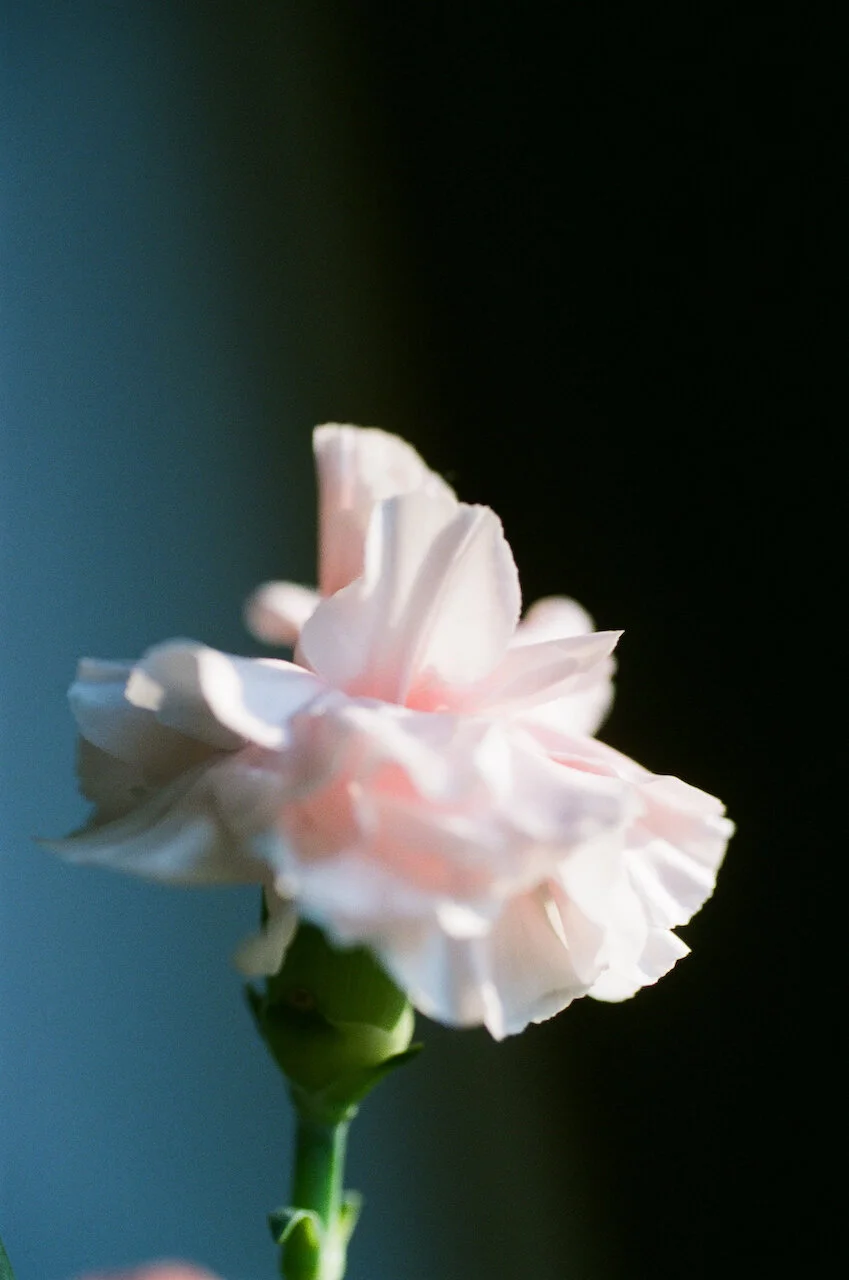 Lina_Scheynius_FLOWERS - 24 of 24.jpeg