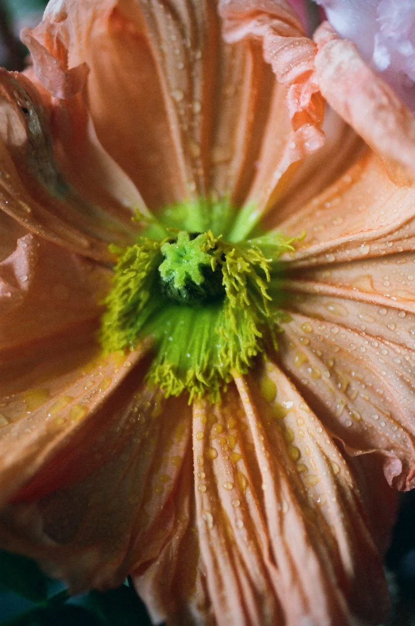 Lina_Scheynius_2021 photographs  - 4 of 35.jpeg