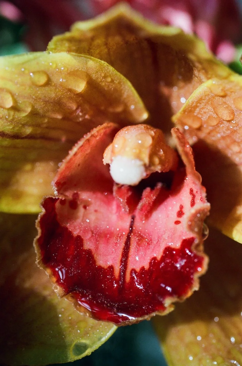 Lina_Scheynius_2021 photographs  - 30 of 35.jpeg