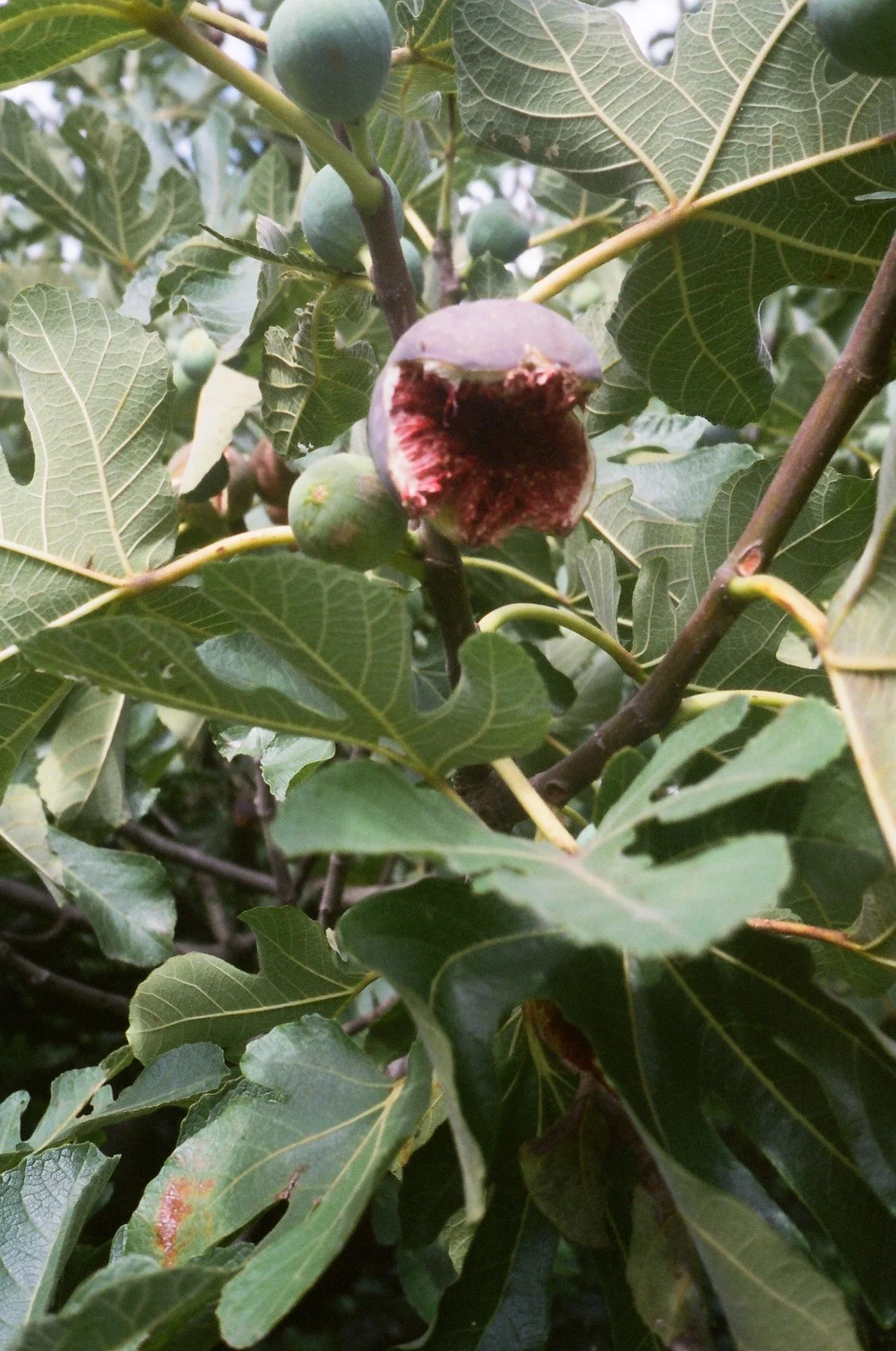 Lina_Scheynius_2022_dad - 11.jpeg