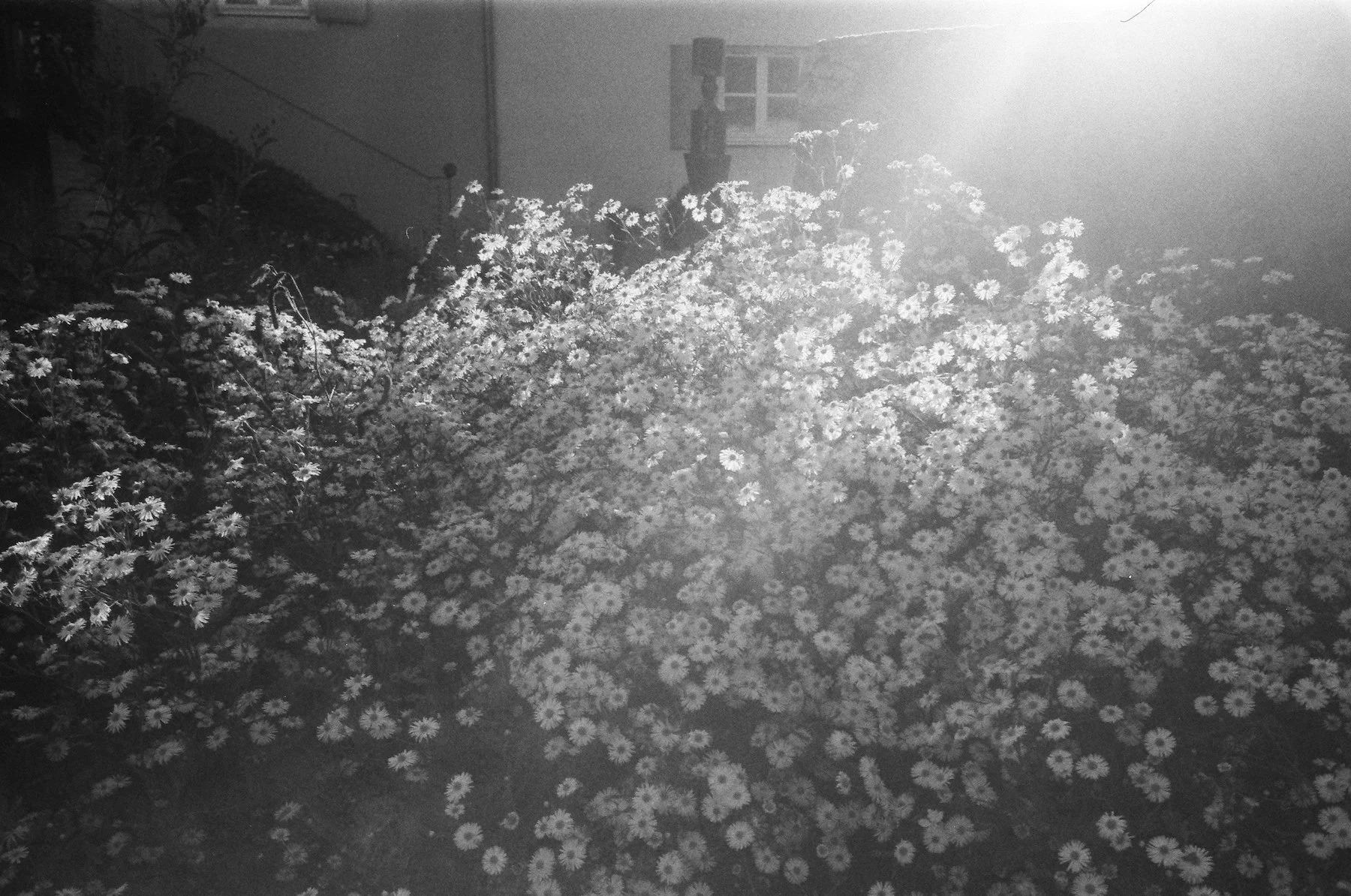 Lina_Scheynius_2022_dad - 15.jpeg