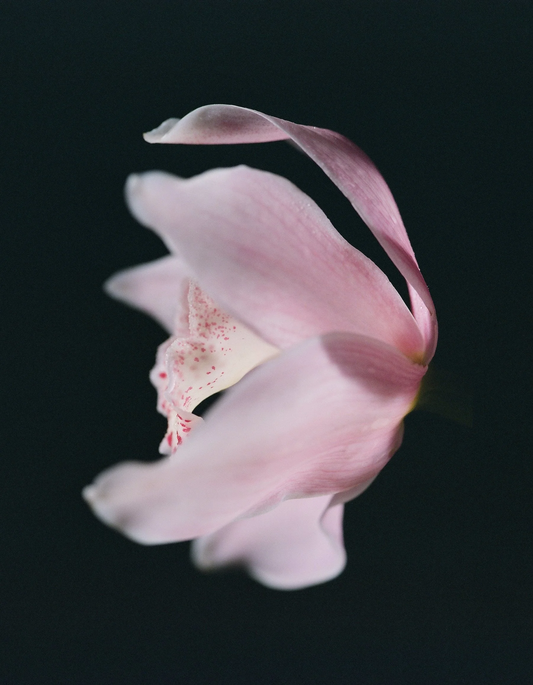 flowers Part 2 - 2 of 29.jpeg