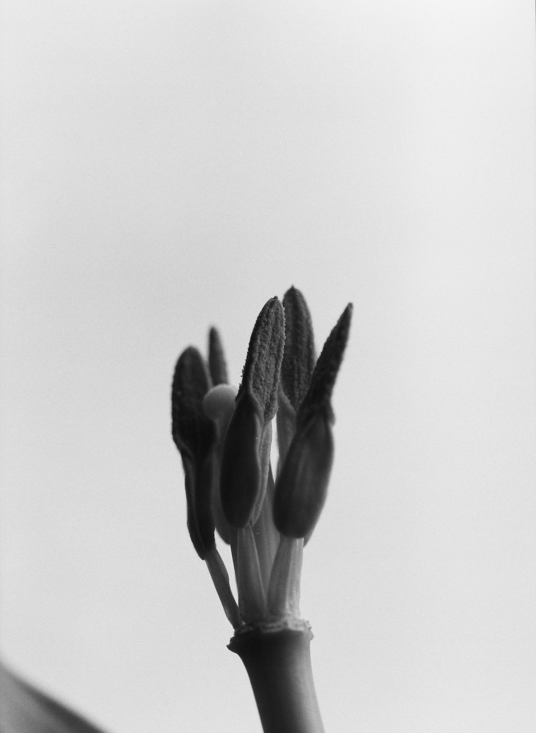 flowers Part 2 - 4 of 29.jpeg