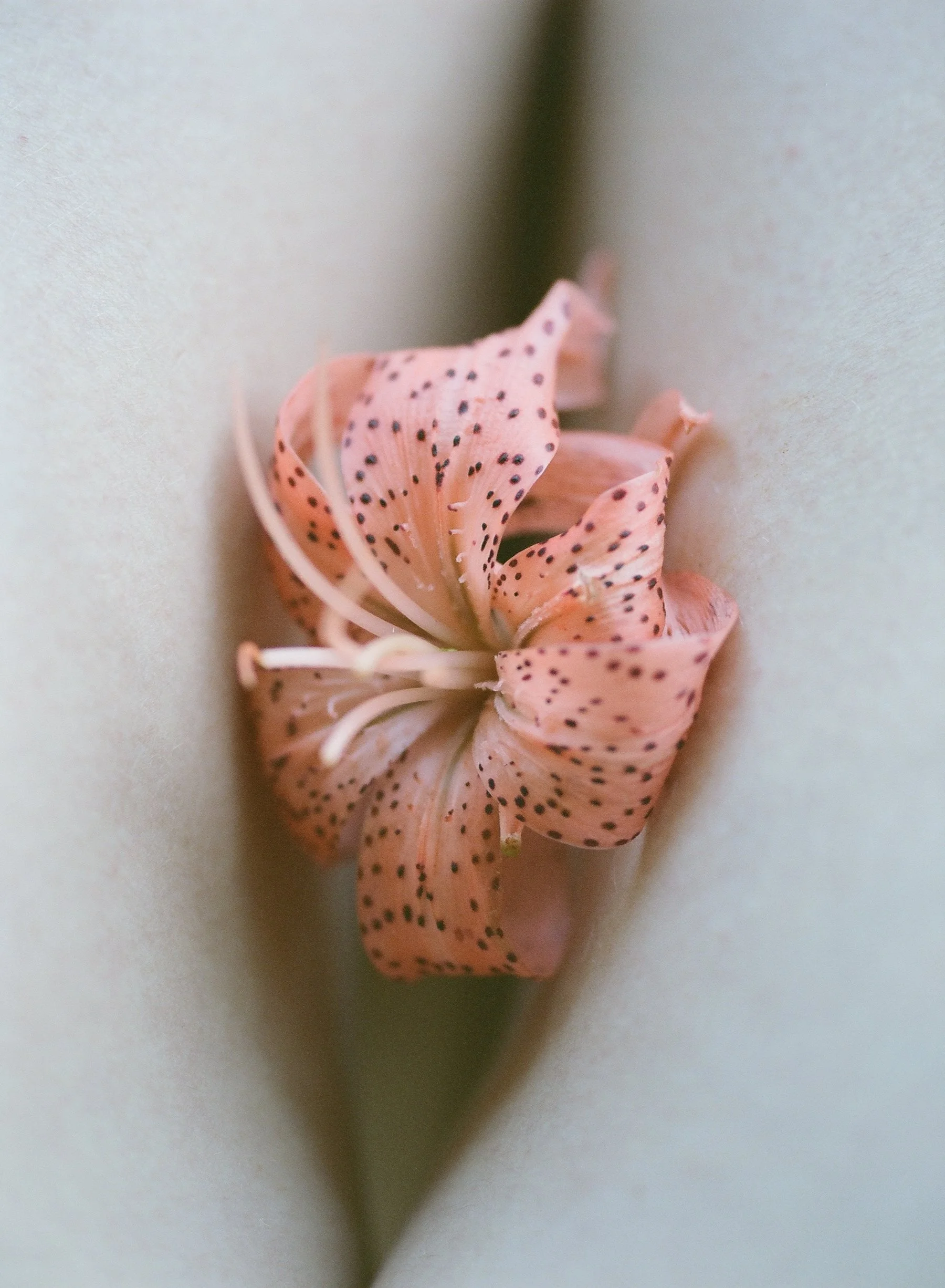 flowers Part 2 - 6 of 29.jpeg