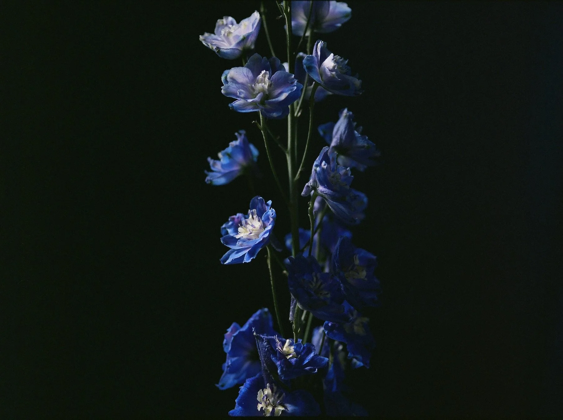 flowers Part 2 - 7 of 29.jpeg