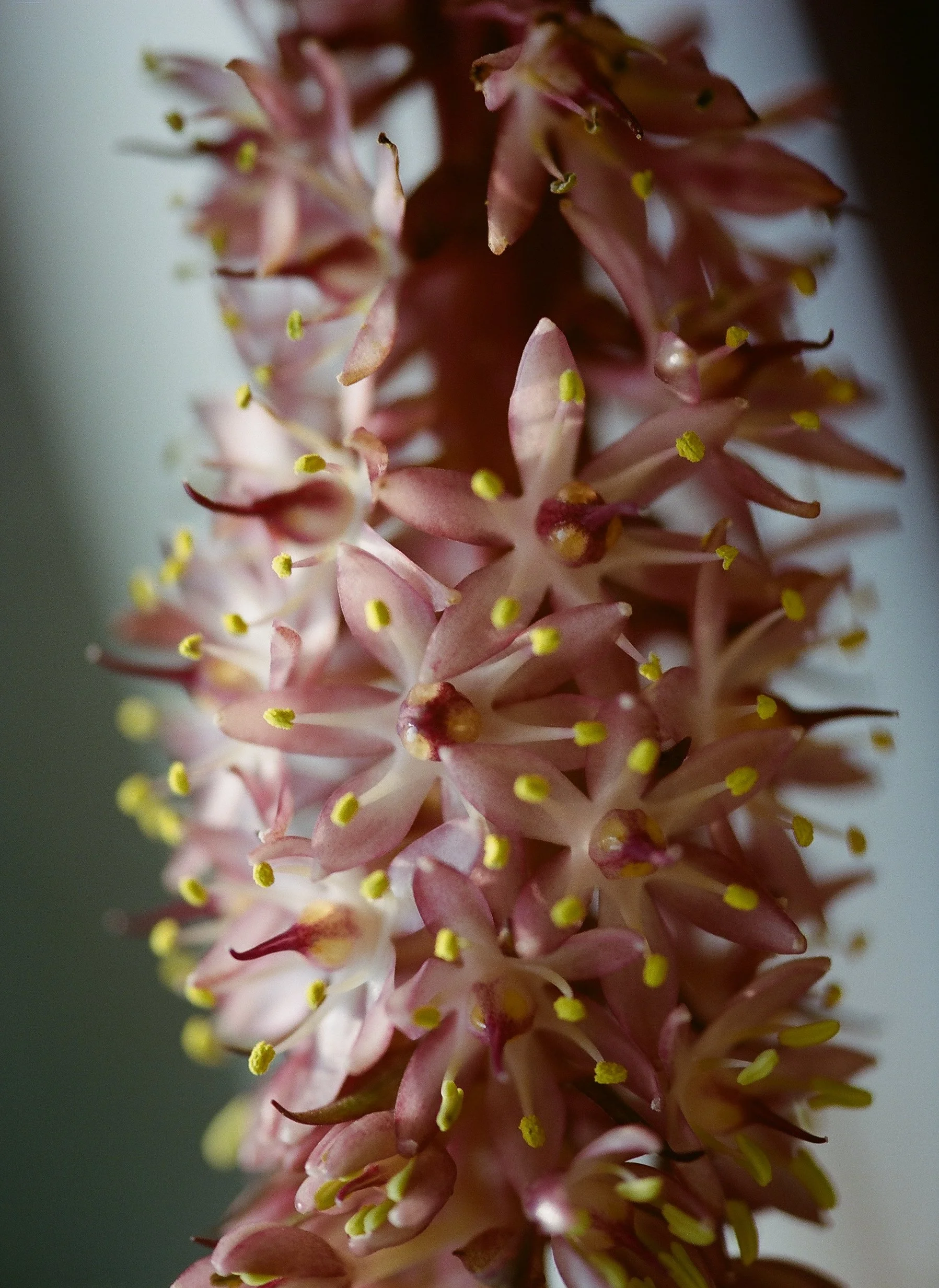 flowers Part 2 - 9 of 29.jpeg