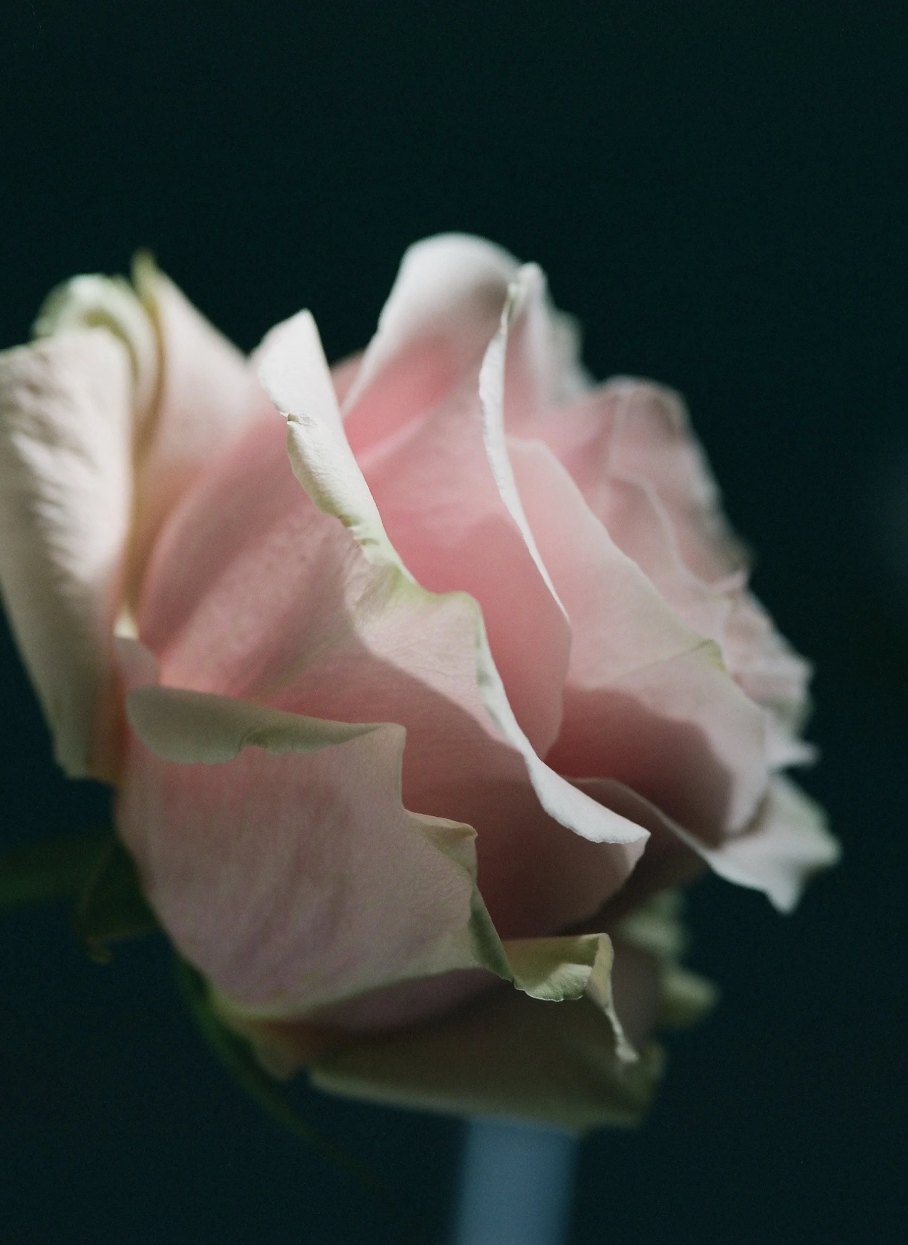 flowers Part 2 - 10 of 29.jpeg