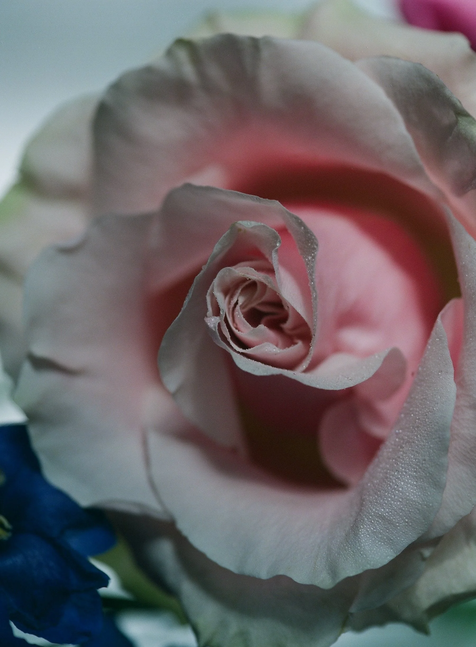 flowers Part 2 - 11 of 29.jpeg