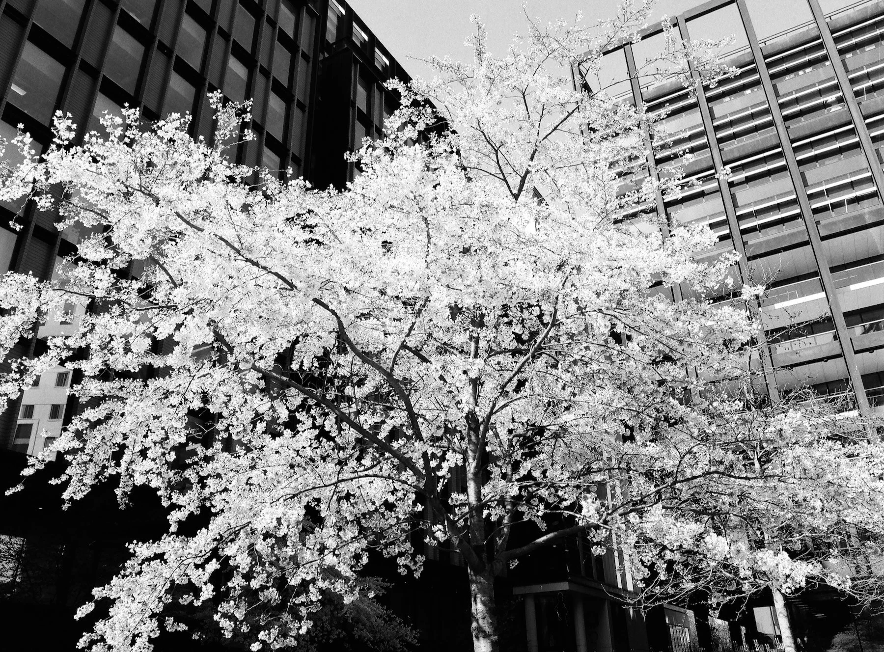 flowers Part 2 - 15 of 29.jpeg