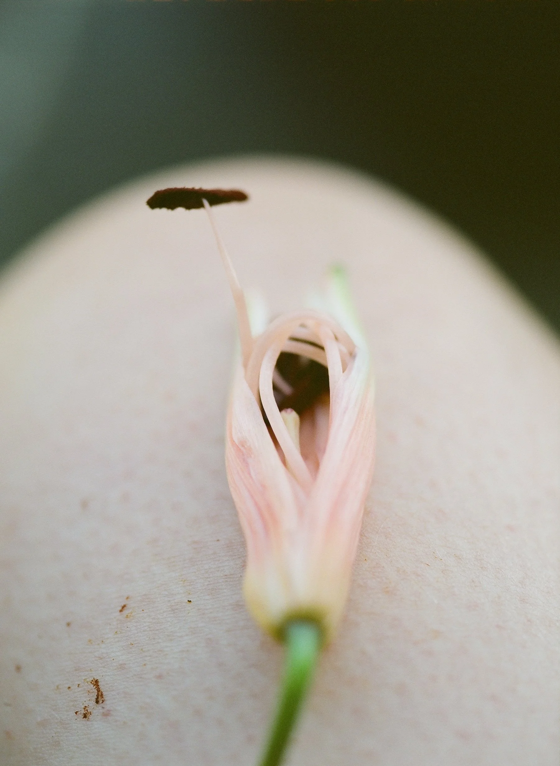 flowers Part 2 - 17 of 29.jpeg