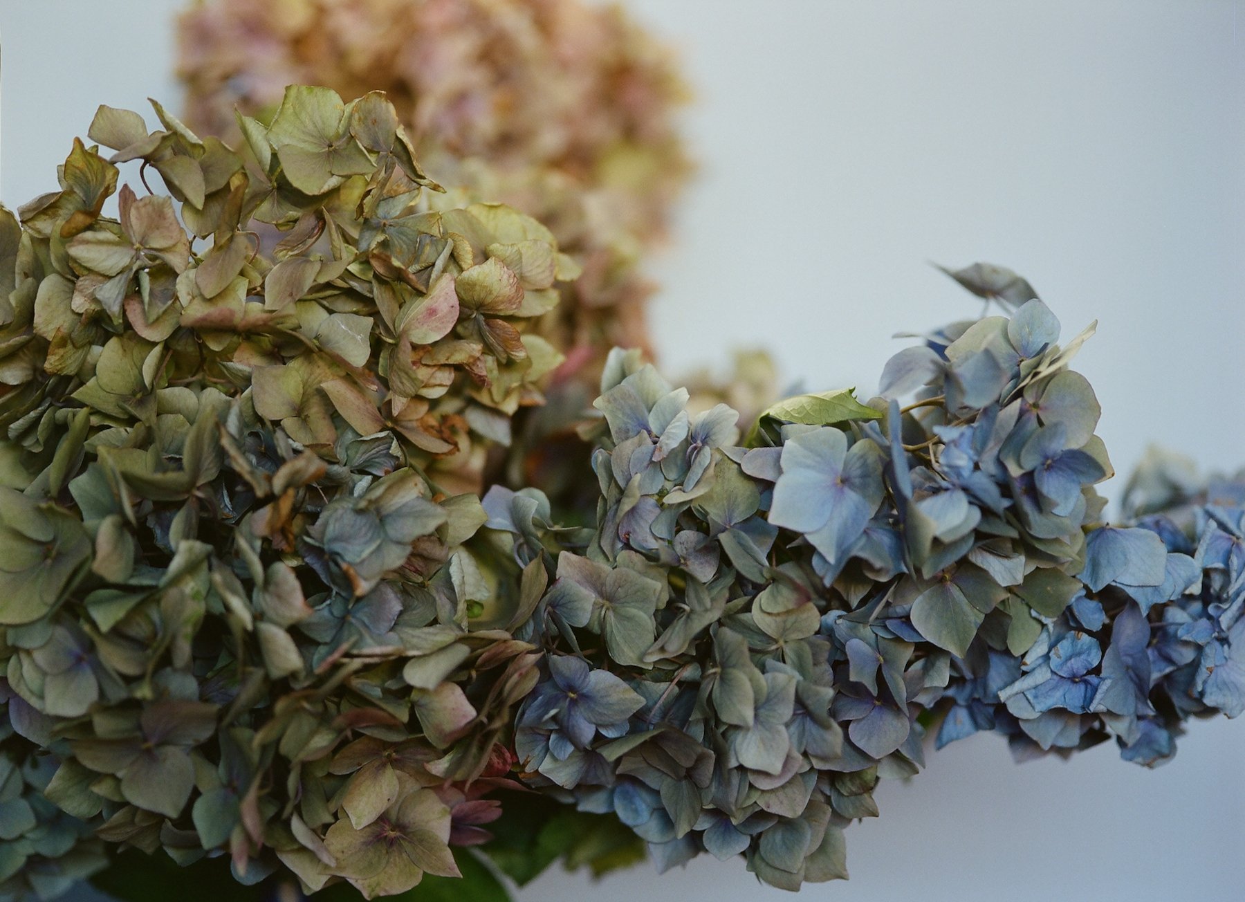 flowers Part 2 - 19 of 29.jpeg