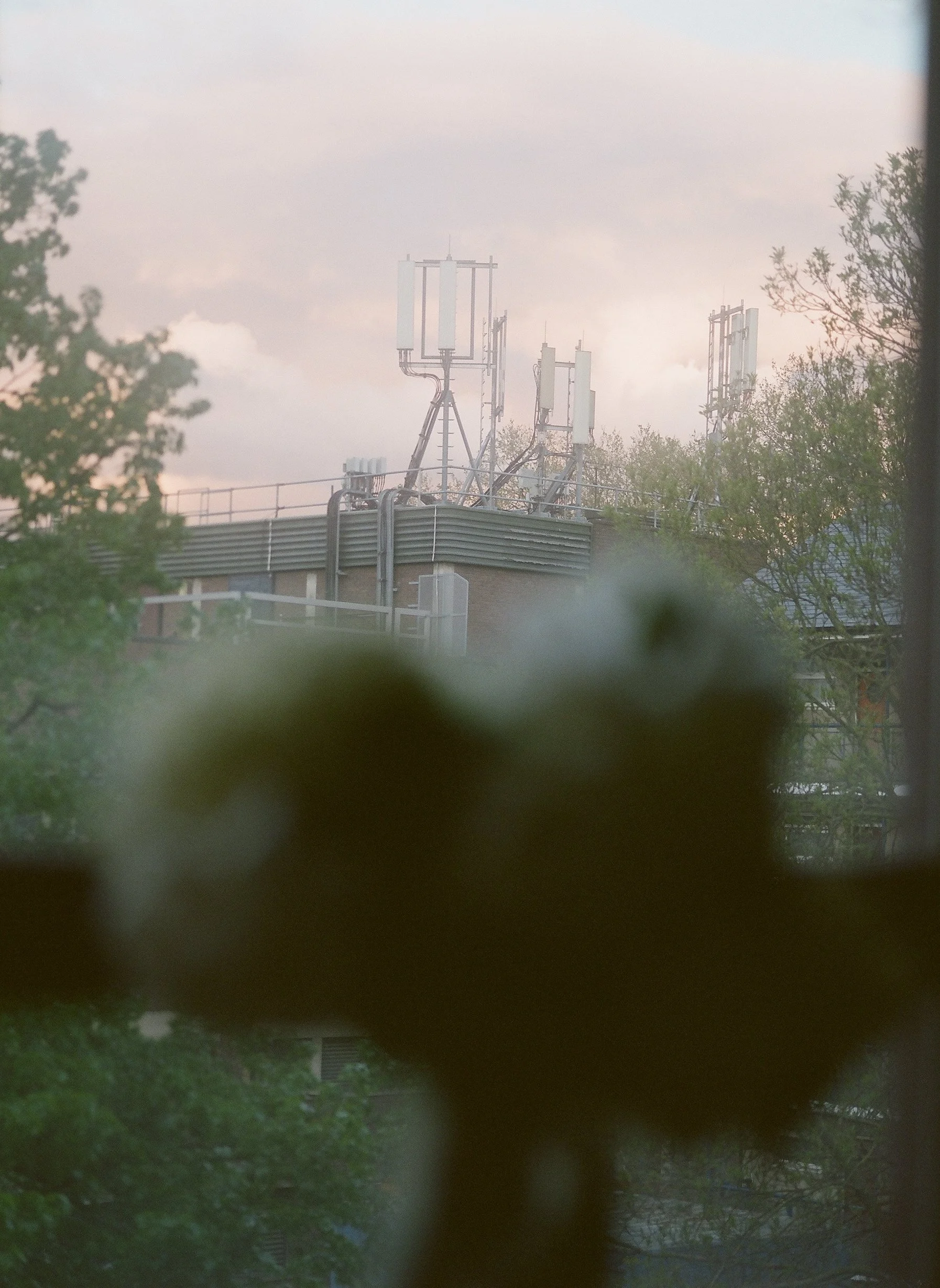 flowers Part 2 - 20 of 29.jpeg