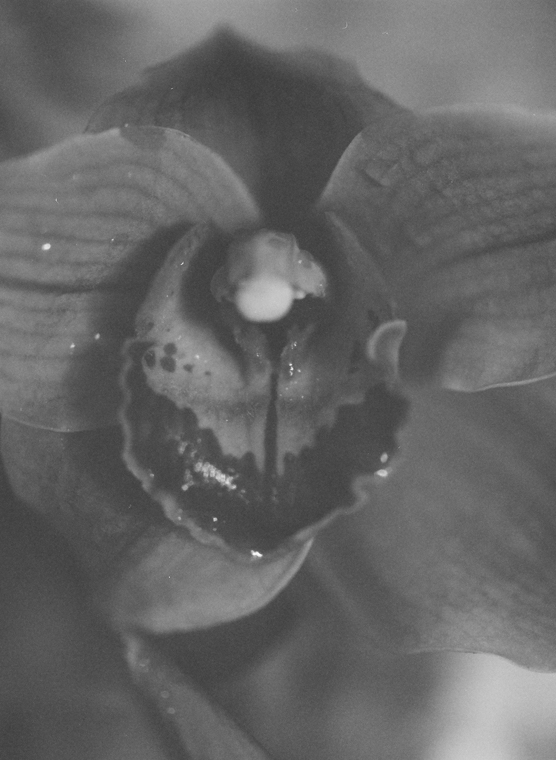 flowers Part 2 - 22 of 29.jpeg