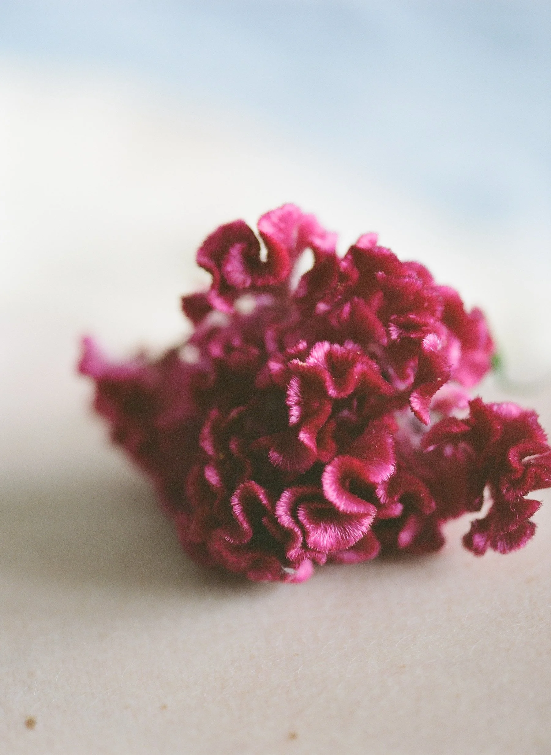 flowers Part 2 - 23 of 29.jpeg