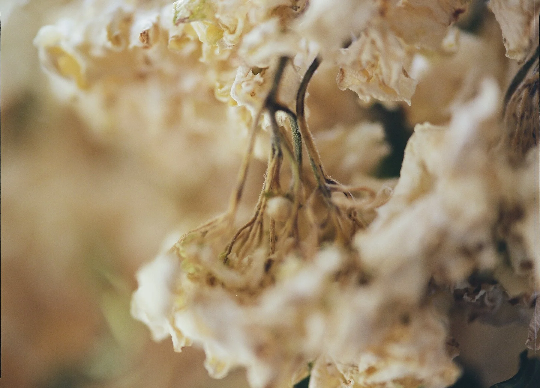 flowers Part 2 - 24 of 29.jpeg