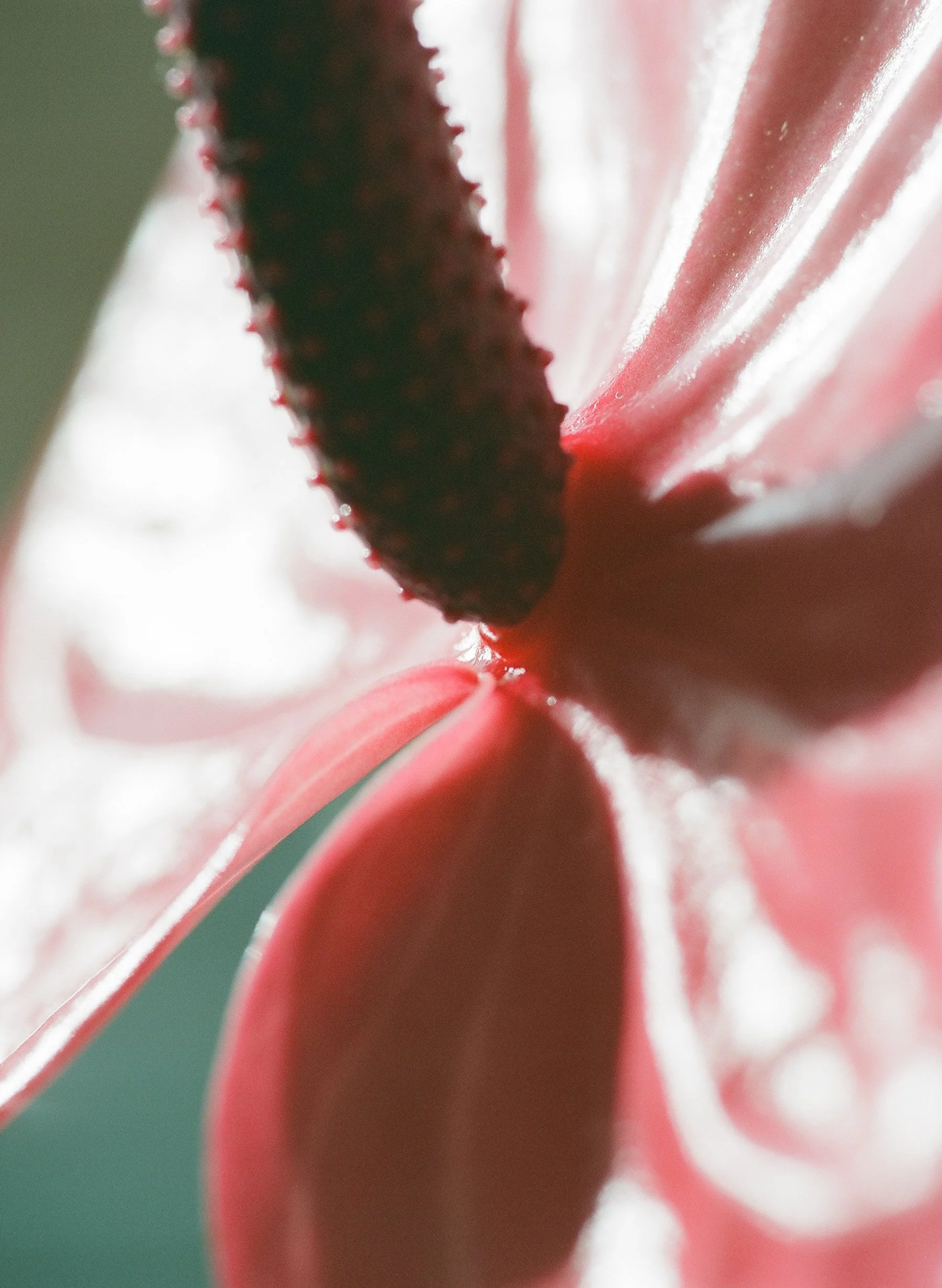 flowers Part 2 - 28 of 29.jpeg