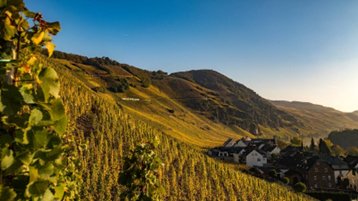Wine &amp; Dine - Weltklasse-Weingüter im Munotblick, Freitag 10. März, 18.30 Uhr