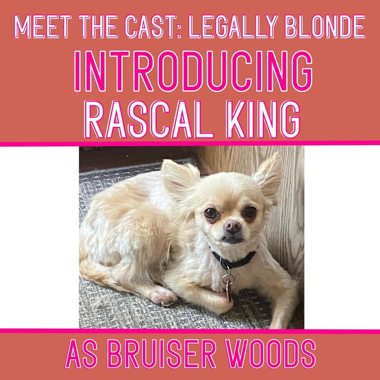 MEET THE CAST: LEGALLY BLONDE
For the very first meet the cast, DTS is proud to present: 

Rascal King in his stage debut as Elle Woods&rsquo; BFF, Bruiser Woods! 

Rascal King is a 6 year old long hair chihuahua. Favorite things include: going on ca