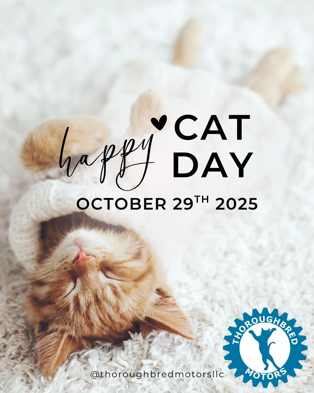 We&rsquo;re mostly dog people here at Thoroughbred Motors&hellip; but cats are pretty cool too. We&rsquo;ll let cats have this one day. 🐾
Happy National Cat Day!

#thoroughbredmotors #automotive #Mechanic #nationalcatday #cats