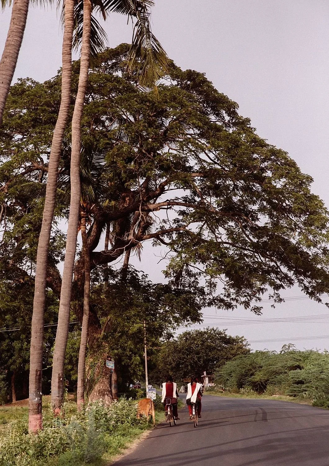 preview_9c2ffc46_41f537d0.jpg