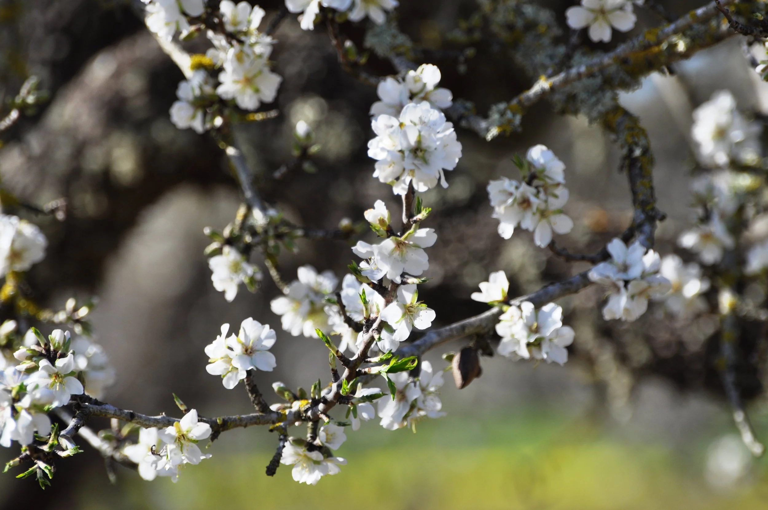 Mallorca: Vom Sommerparadies zum Ganzjahresziel