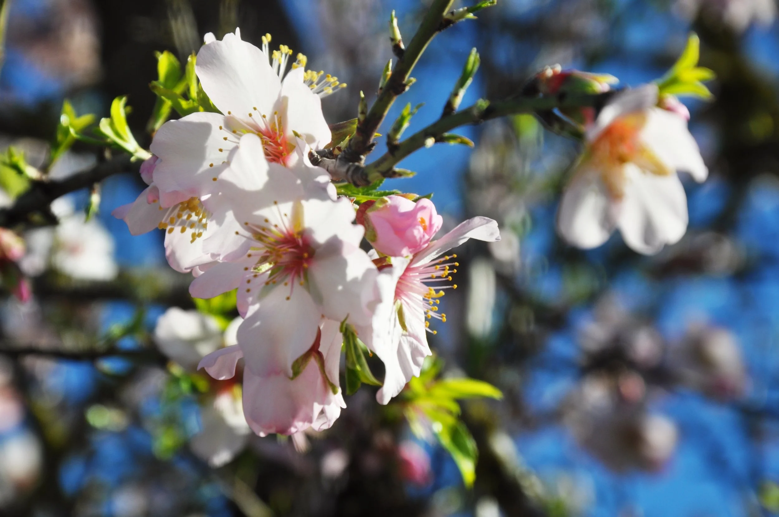 "Mandelblüte auf Mallorca: Ein Naturwunder in Rosa und Weiß"