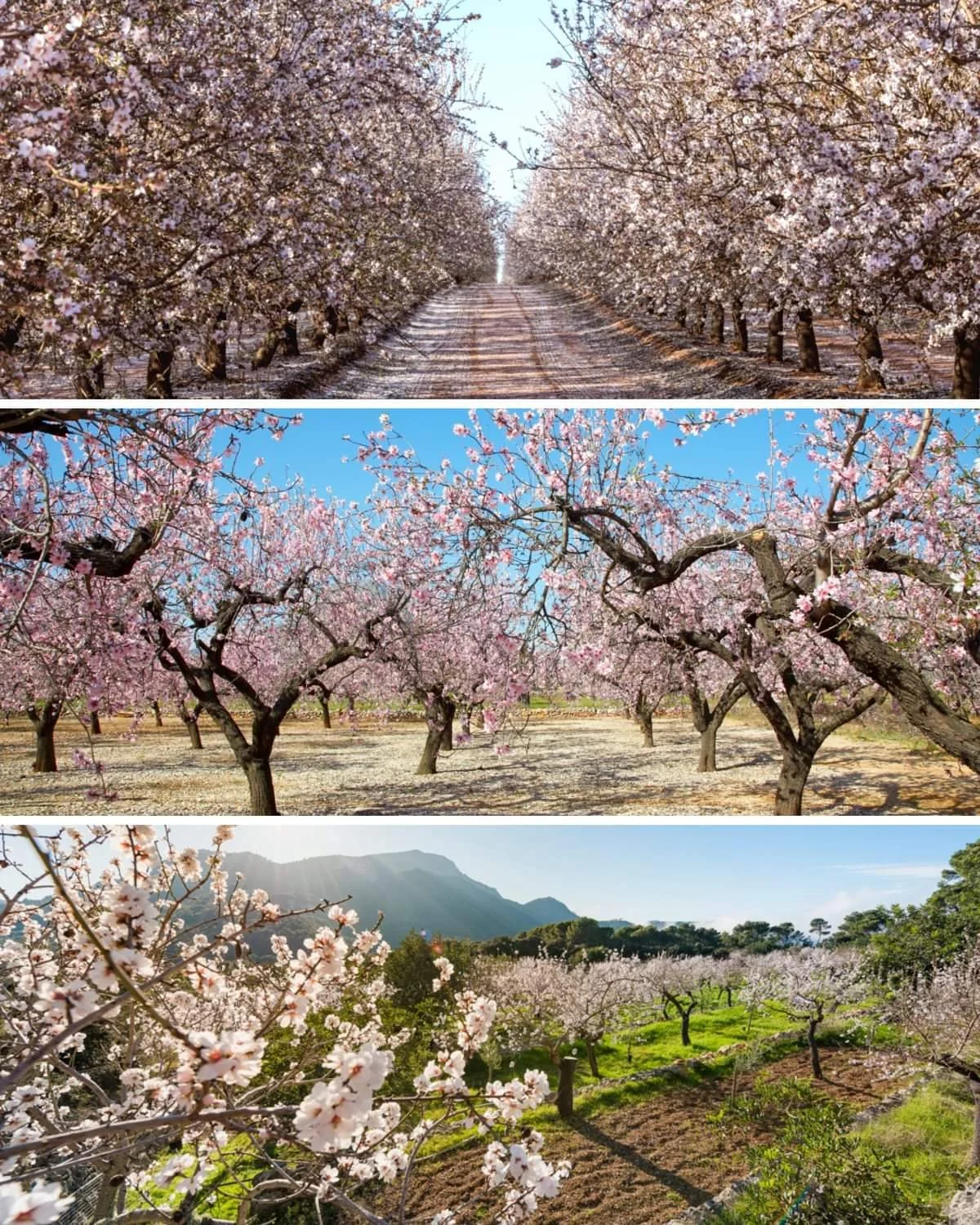 Mandelblüte 20250301 - 01.jpg