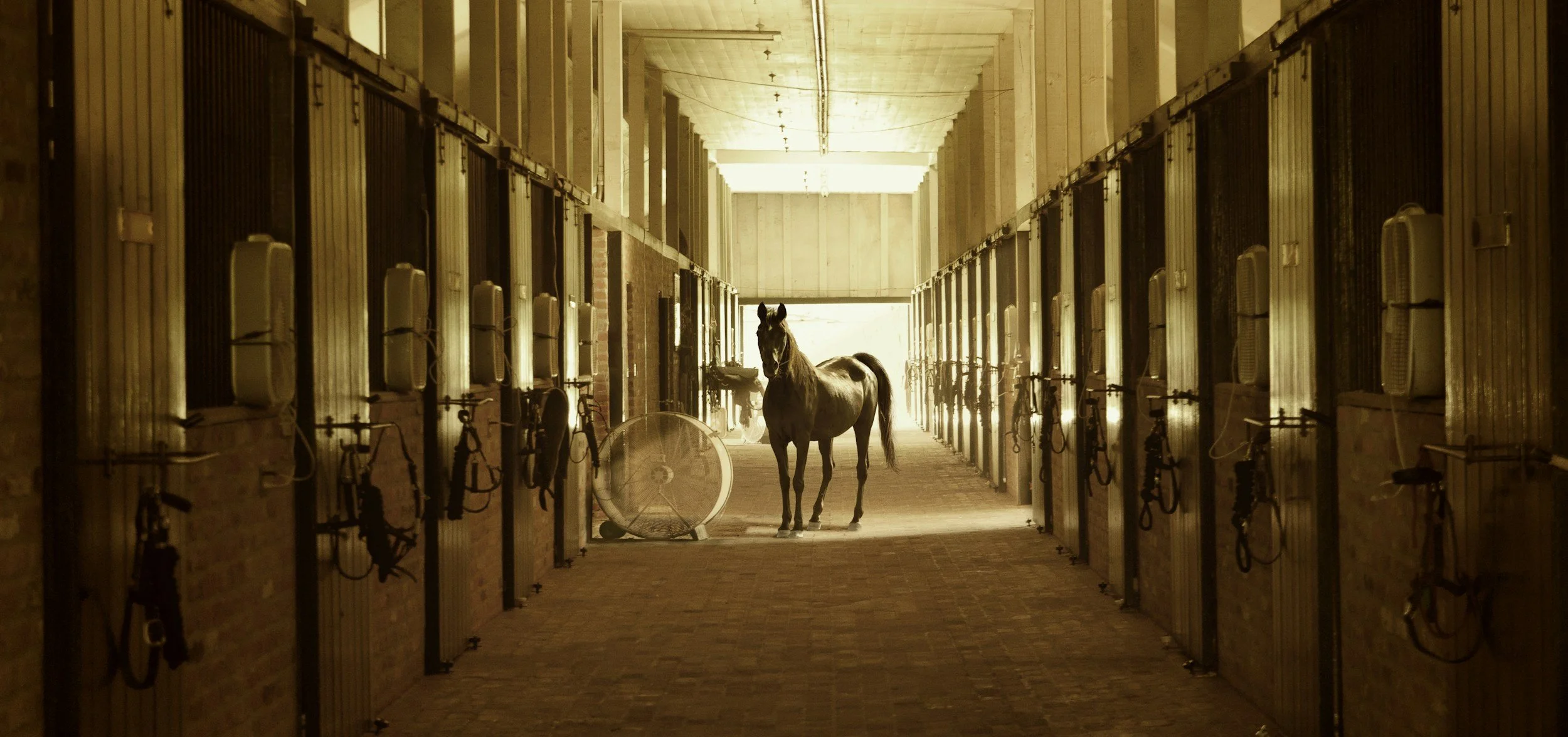 Photographing Equestrian and Horse Properties in Central Florida