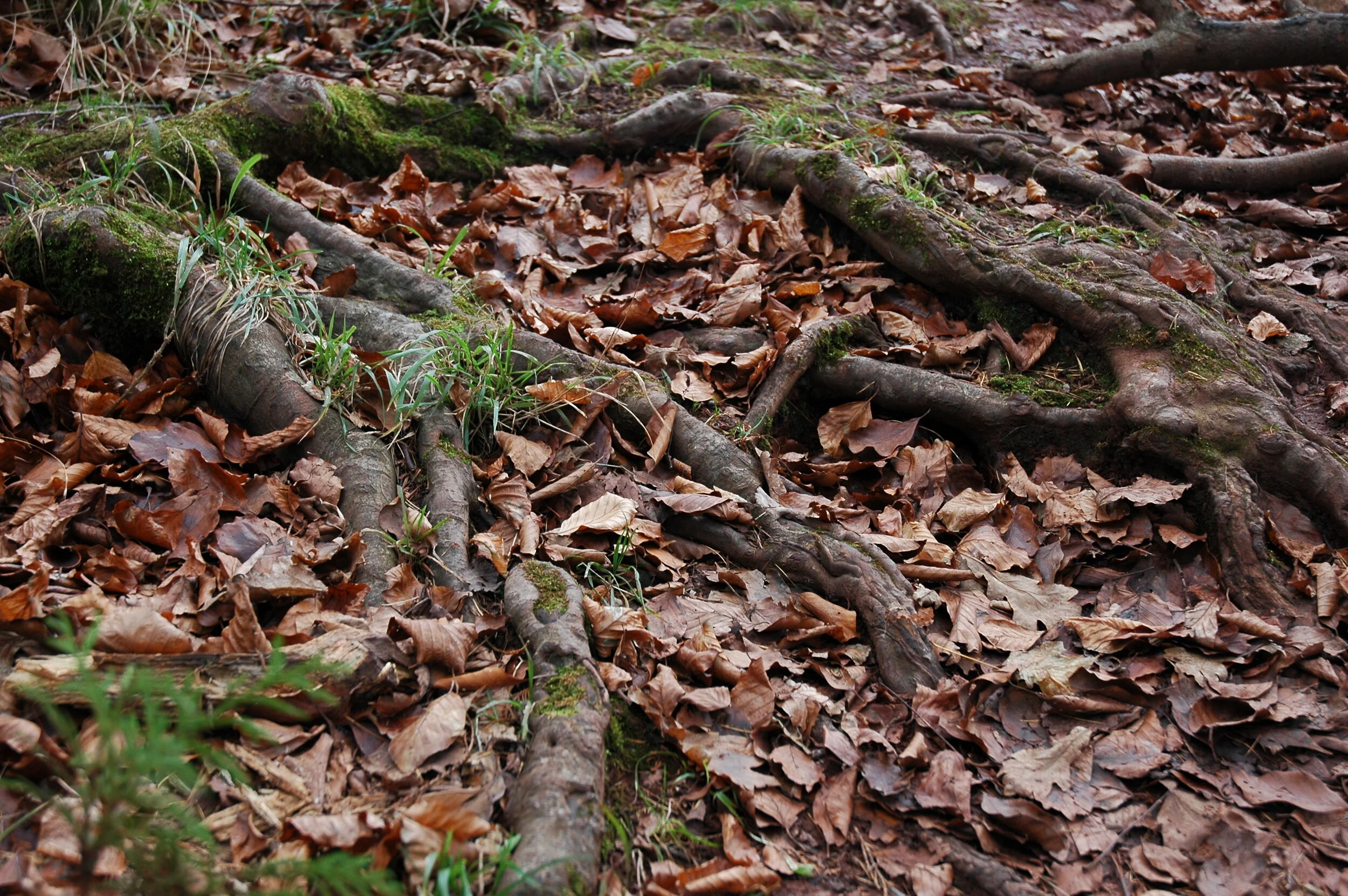 Copy of DSC_0100.JPG