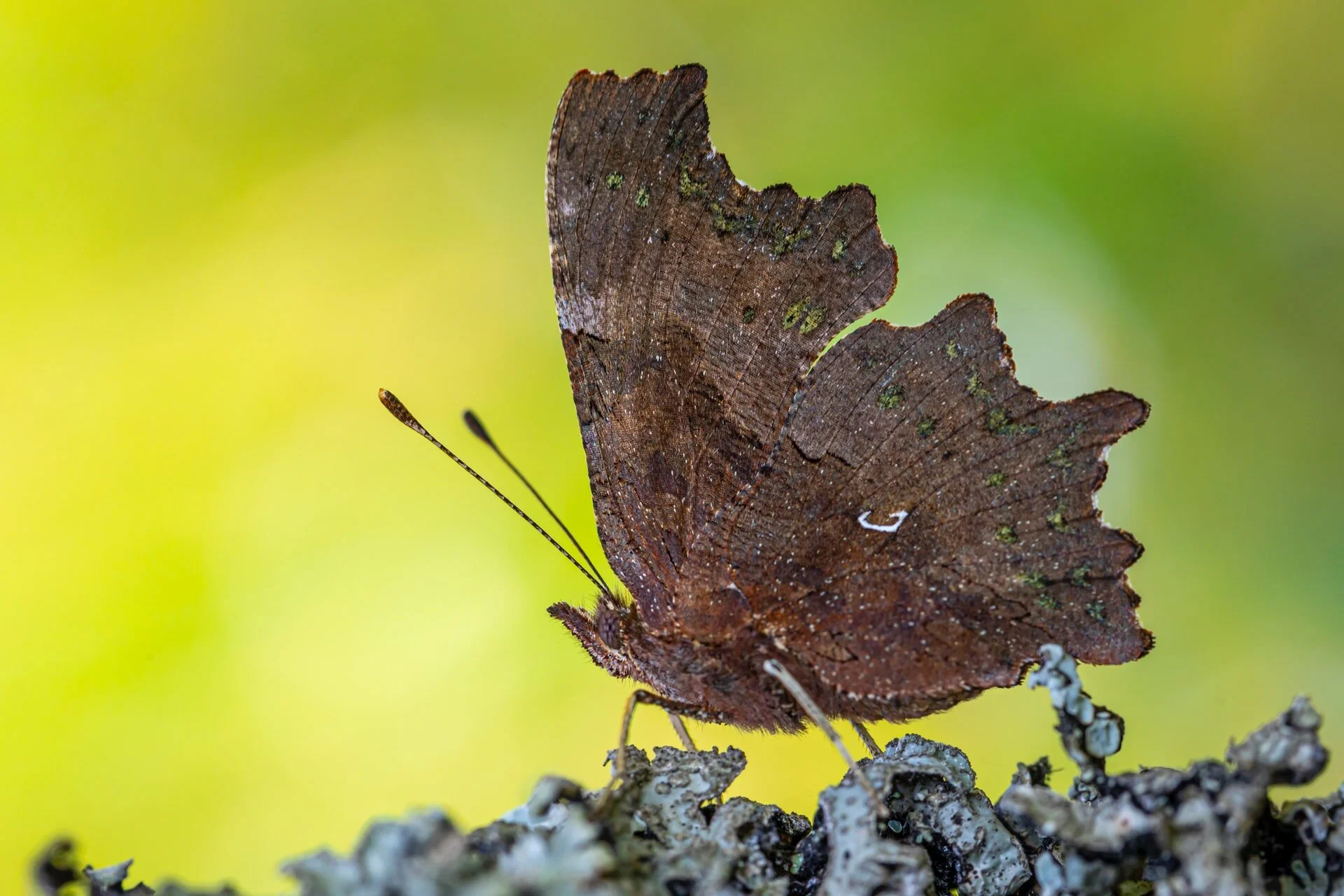 Butterfly Wings