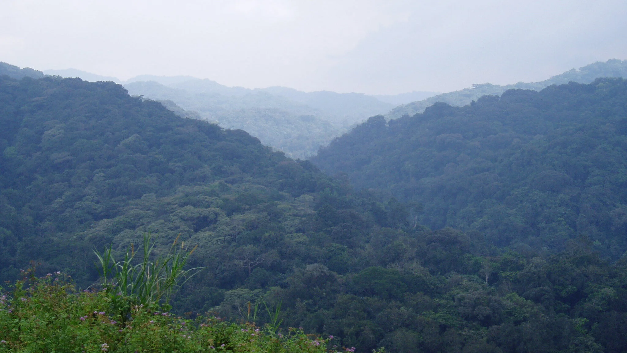 Forest