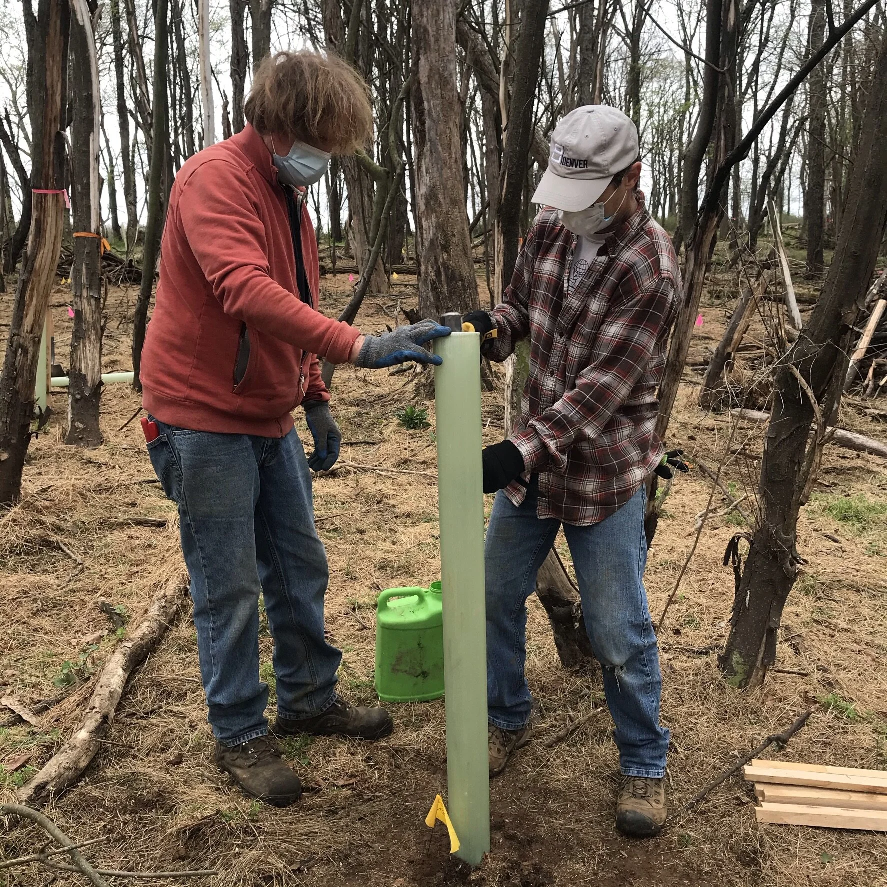 Become an ACWA Maryland Tree Steward 