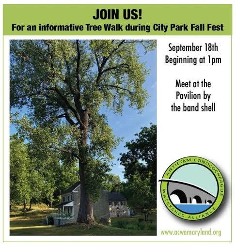 Tree Walk At City Park