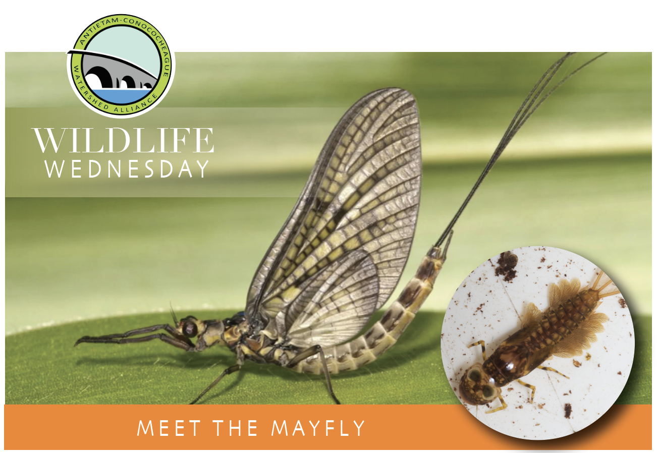 Wildlife Wednesday: The Mayfly