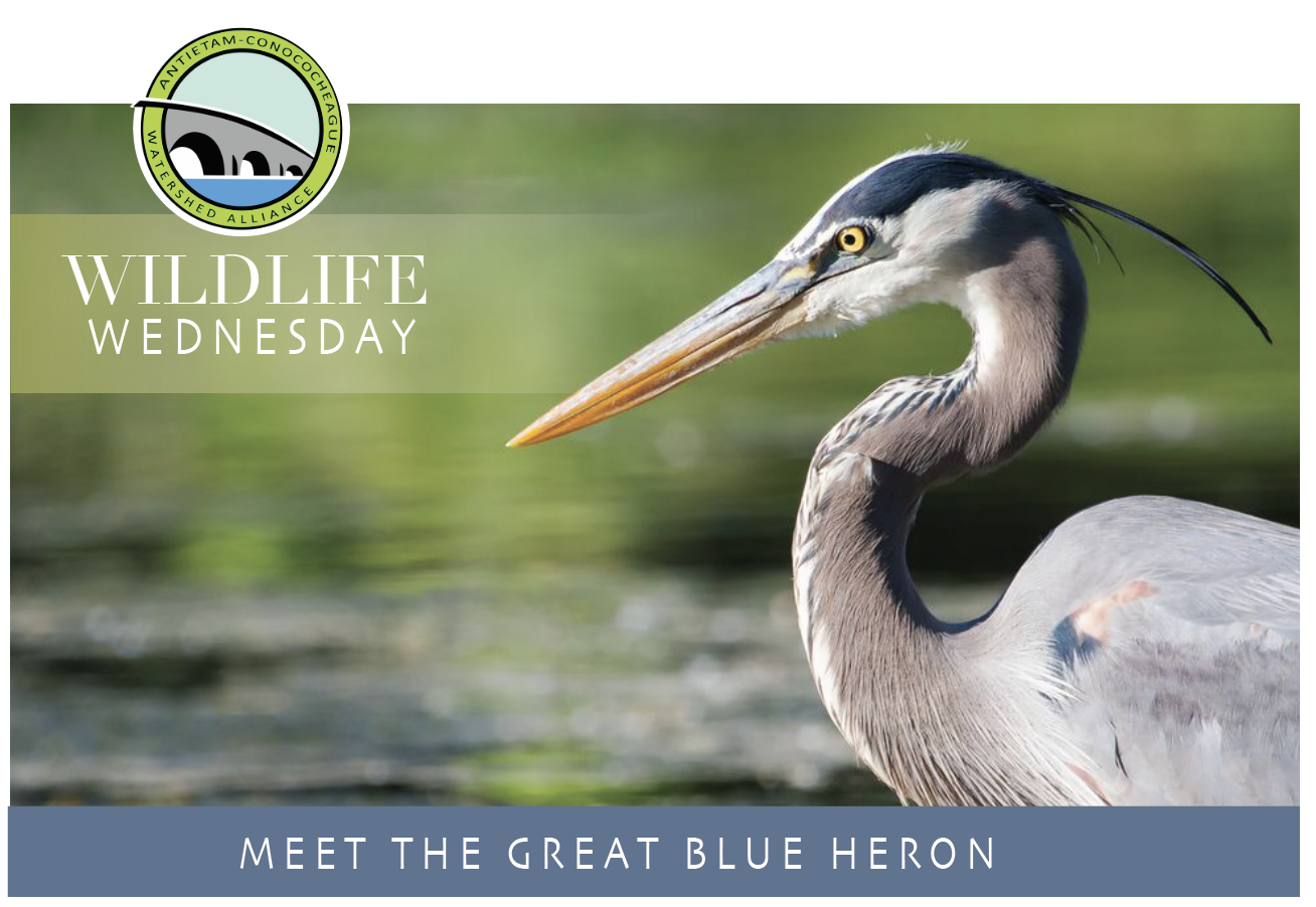 Wildlife Wednesday: The Blue Heron