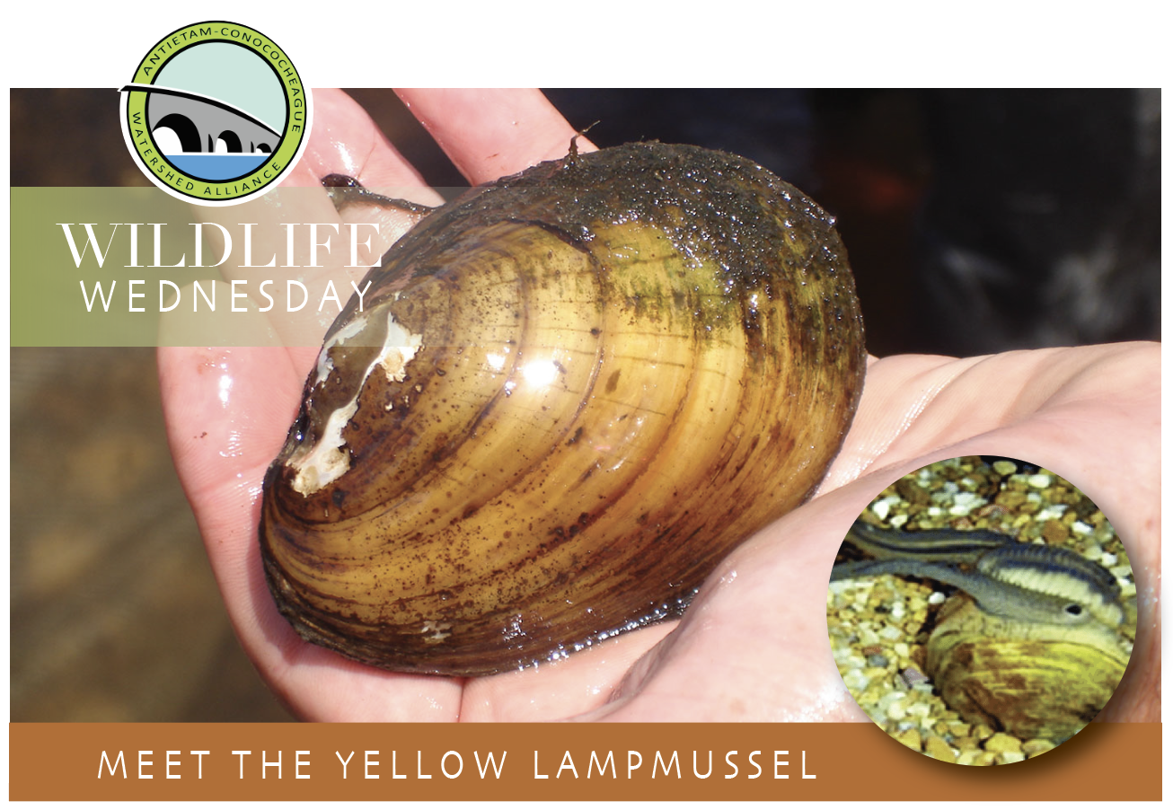 Meet the Yellow Lampmussel