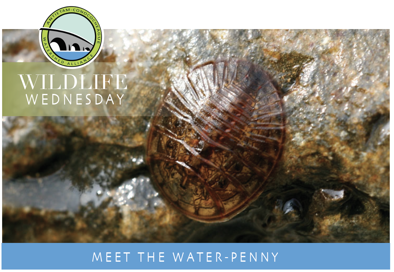 Meet the Water-Penny