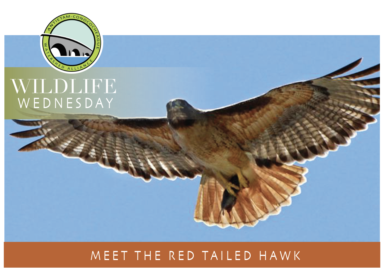 Meet the Red Tailed Hawk