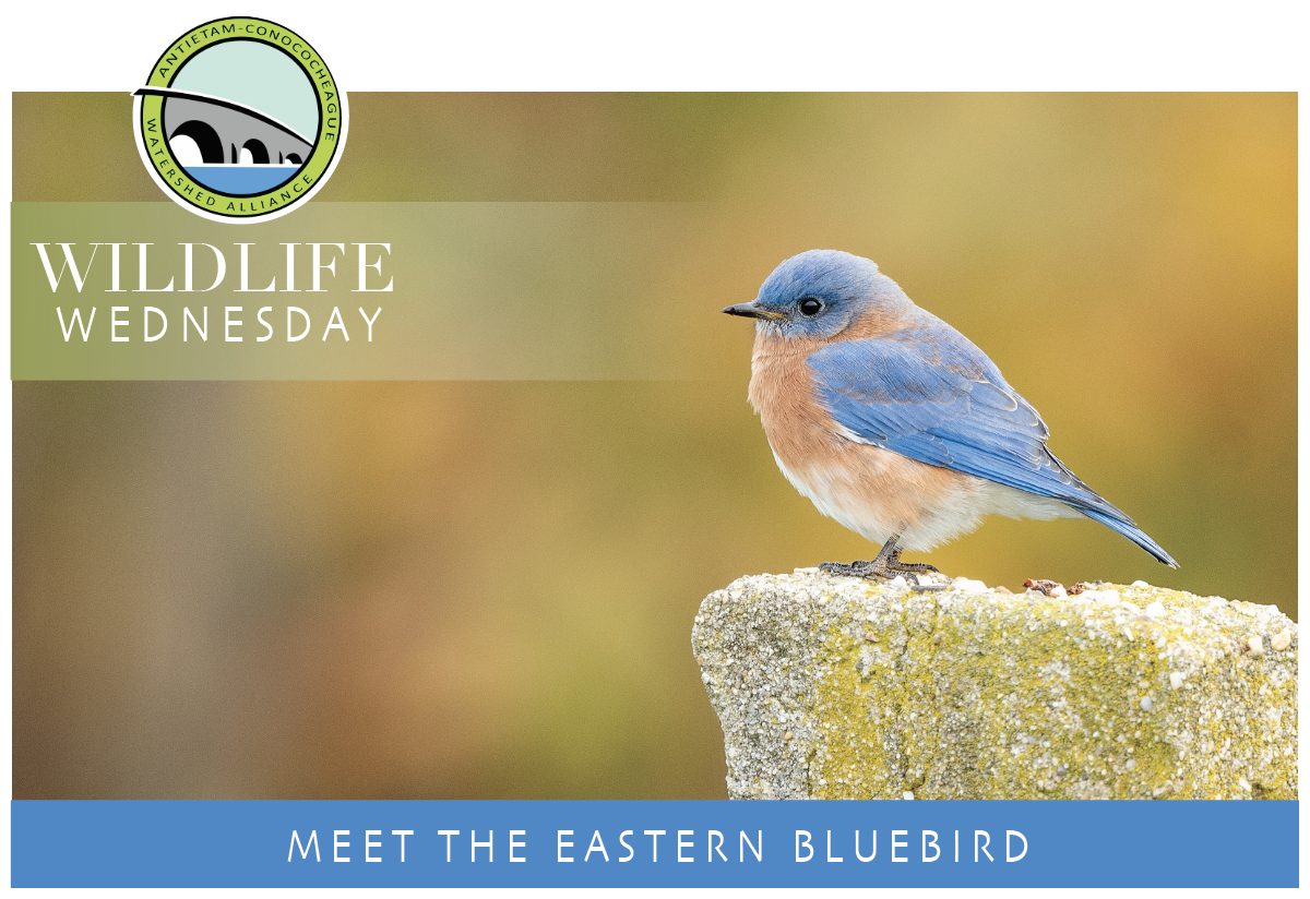 Meet the Eastern Bluebird