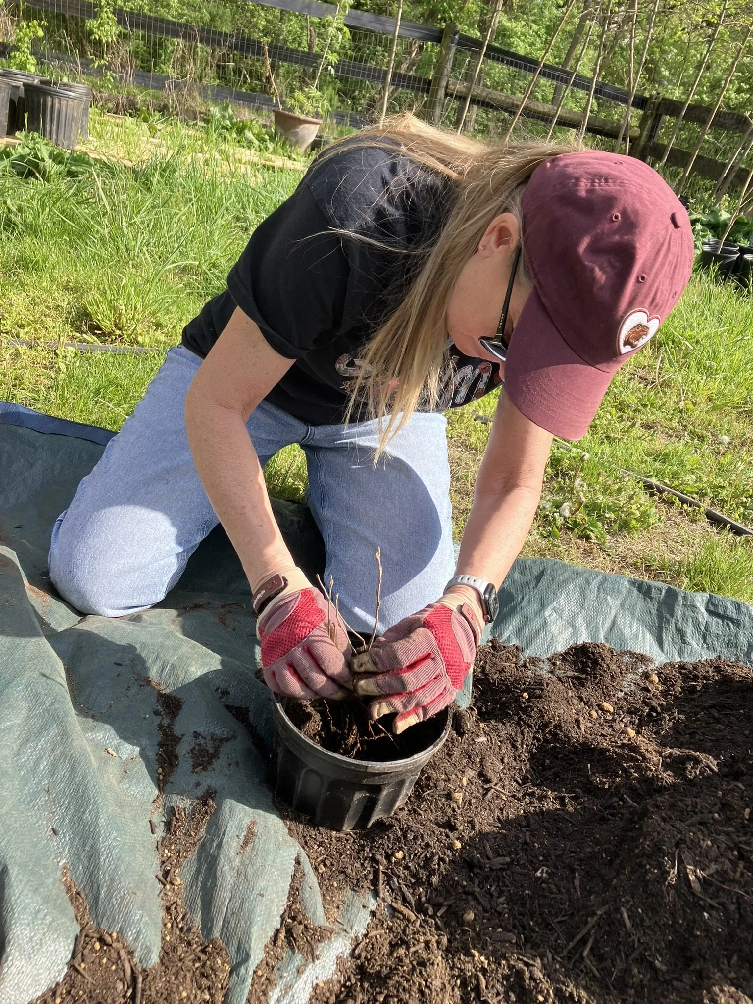 Seedling Potting Work Day