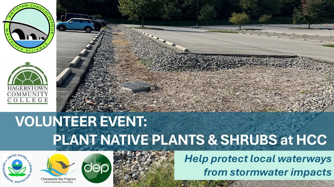 Volunteer Work Day: Help Plant Native Plants at HCC Lot O (Day 7)