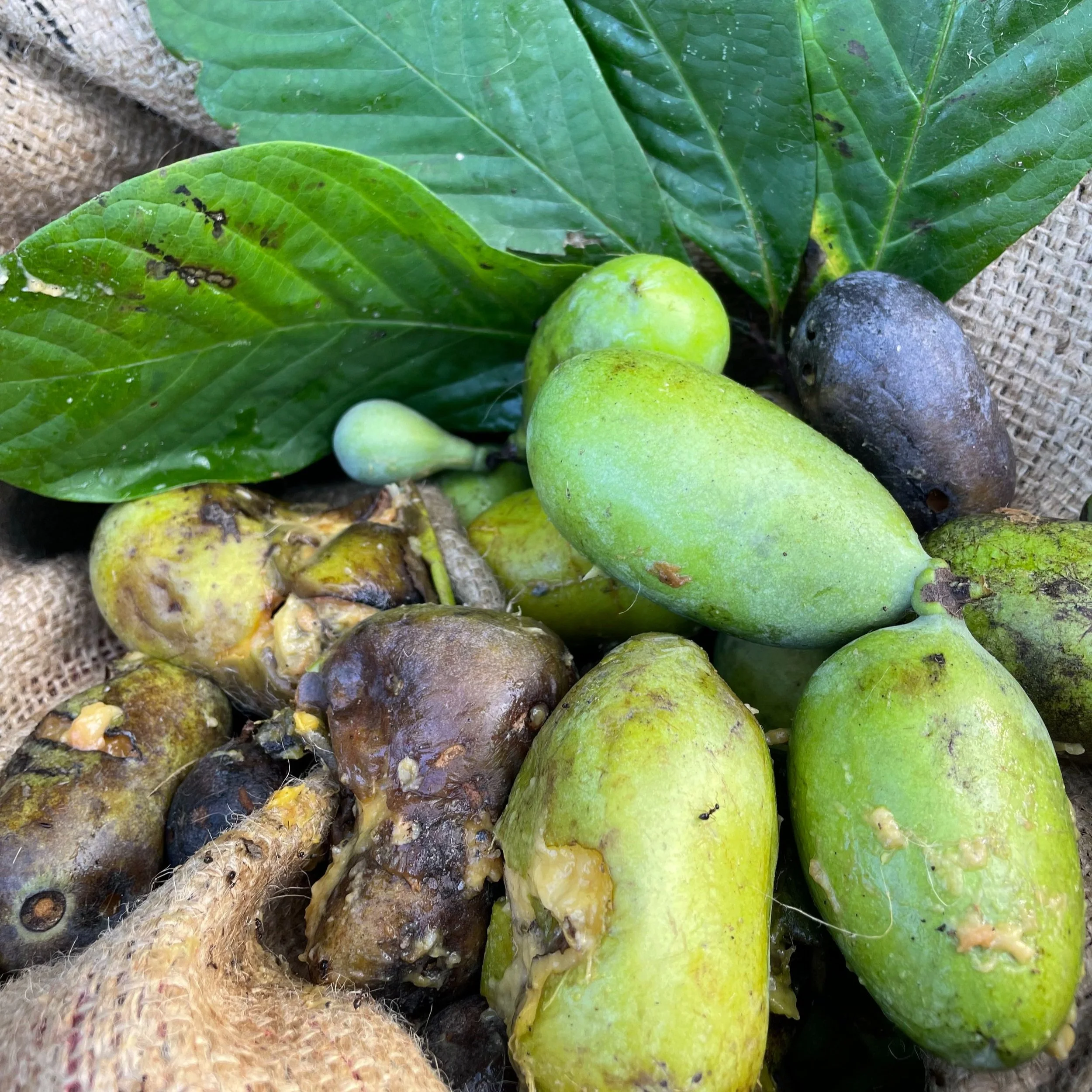 Paw Paw &amp; Spicebush Seed Collection DAY 2