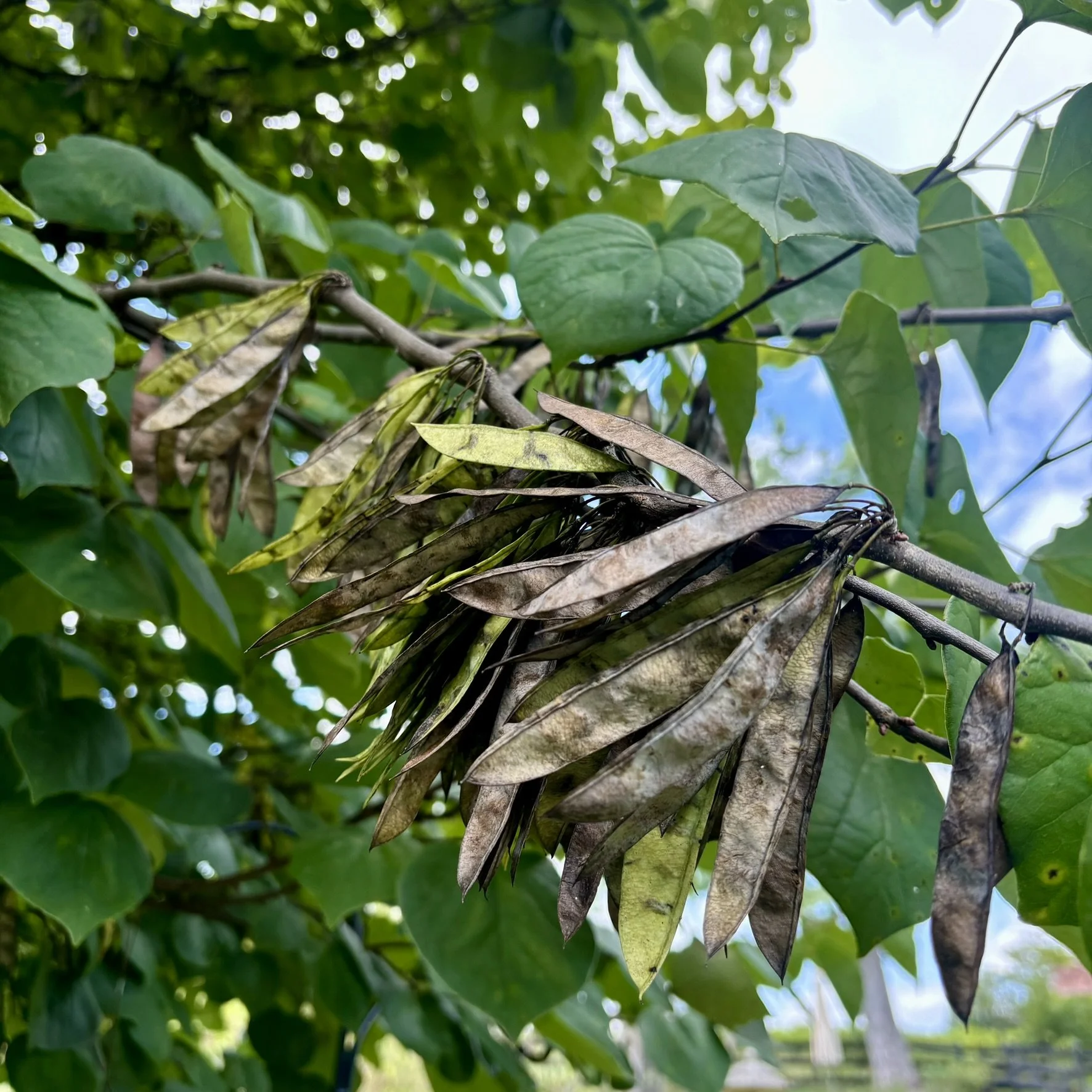 How to collect Eastern Redbud seeds for nursery donations
